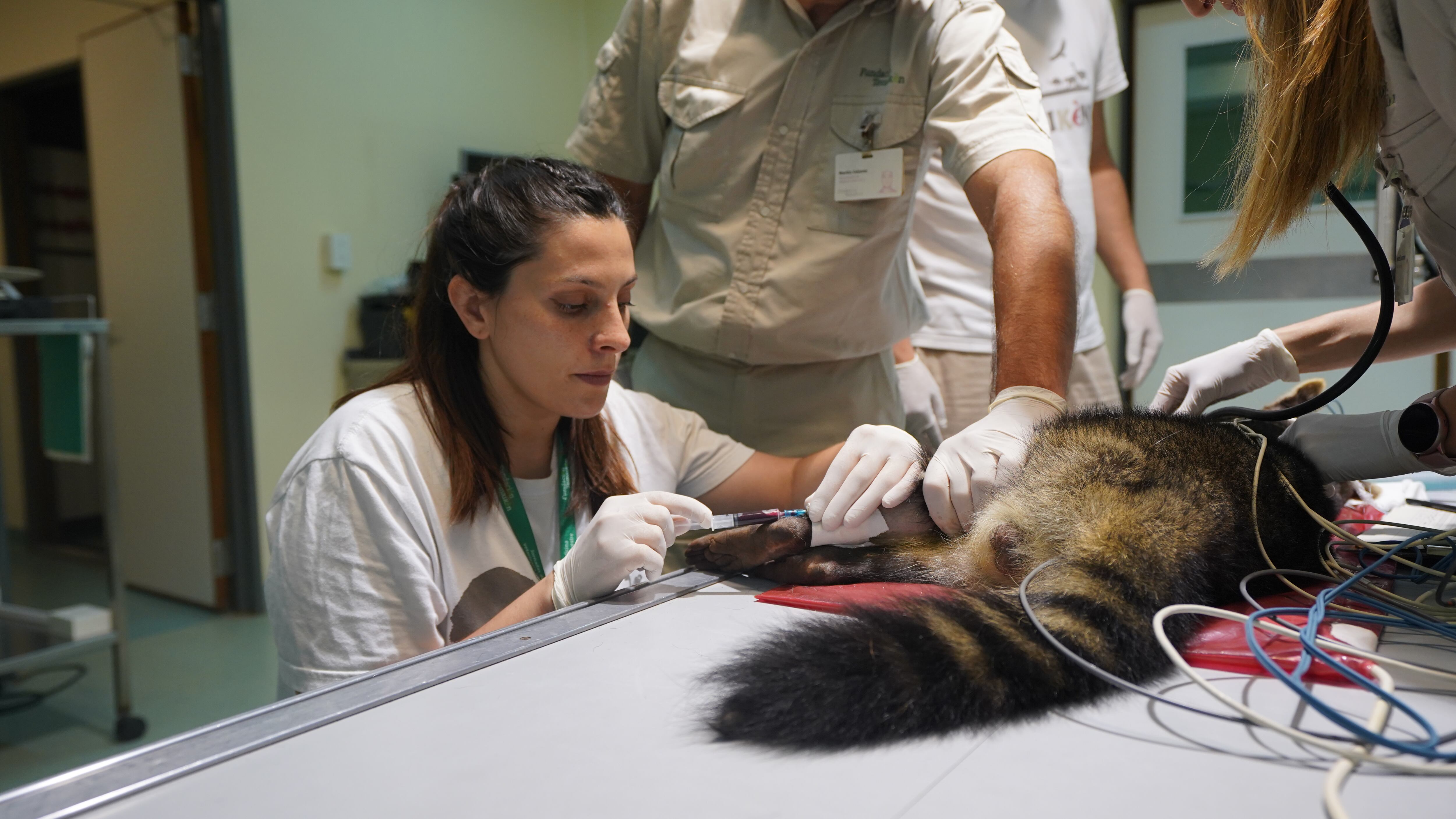 Una tortuga gigante africana suelta en las calles de San Rafael y otros riesgos de adoptar animales silvestres. Foto: Gentileza Fundación Temaiken