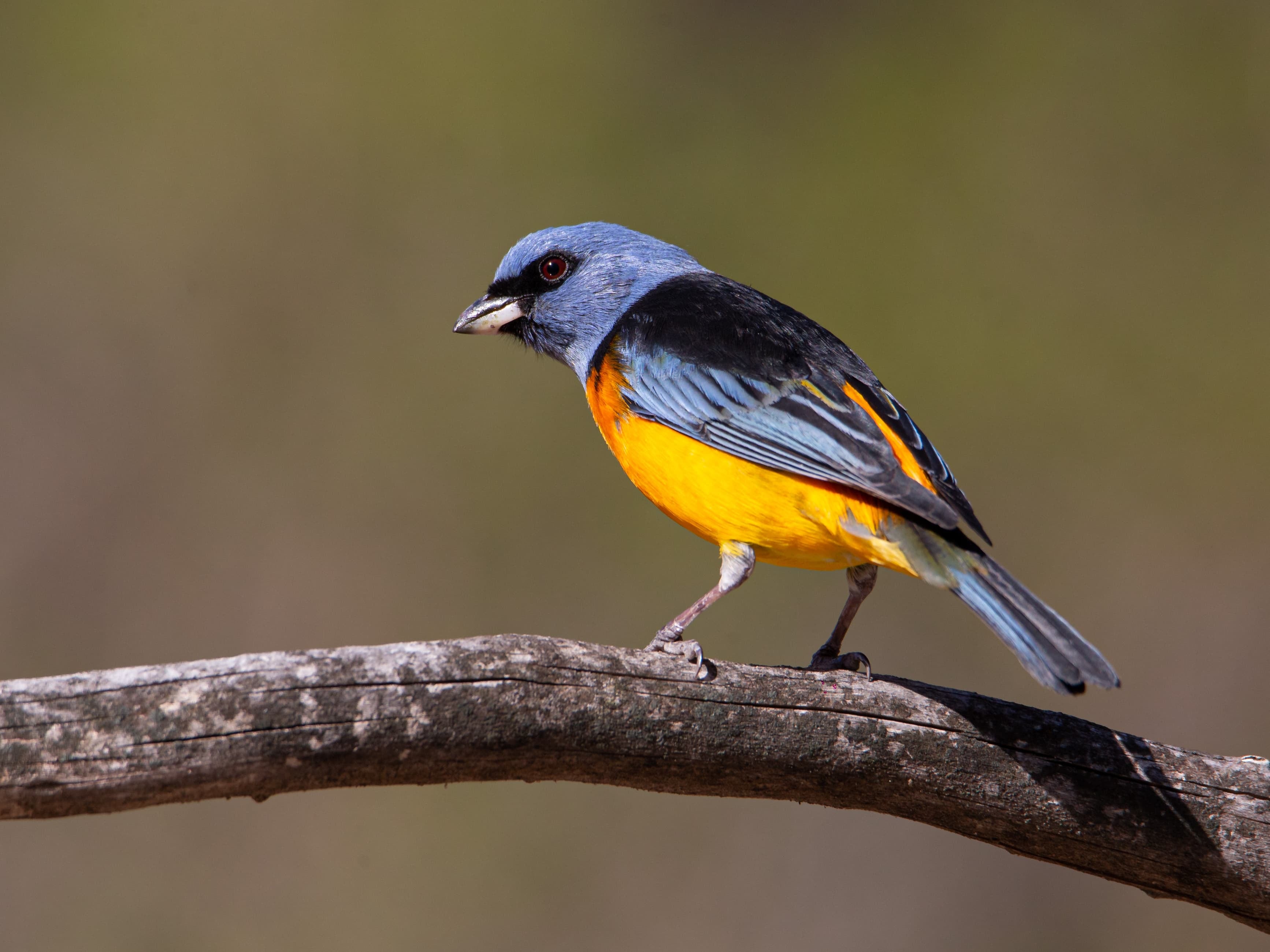 Así es el refugio de aves más importante de Cuyo y donde se pueden ver y fotografiar animales sin costo. Foto: Instagram @reservaprivada_puntadelagua