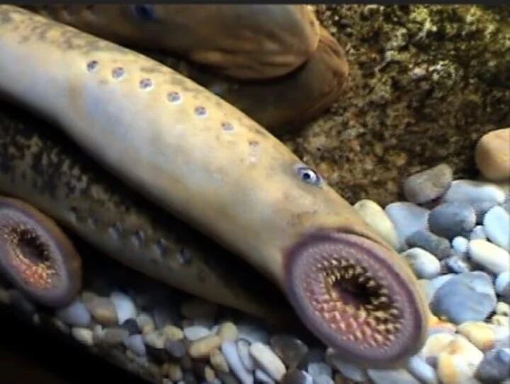 Un pescador encontró una “criatura vampiro” en un río de Gales y la impactante imagen se viralizó.