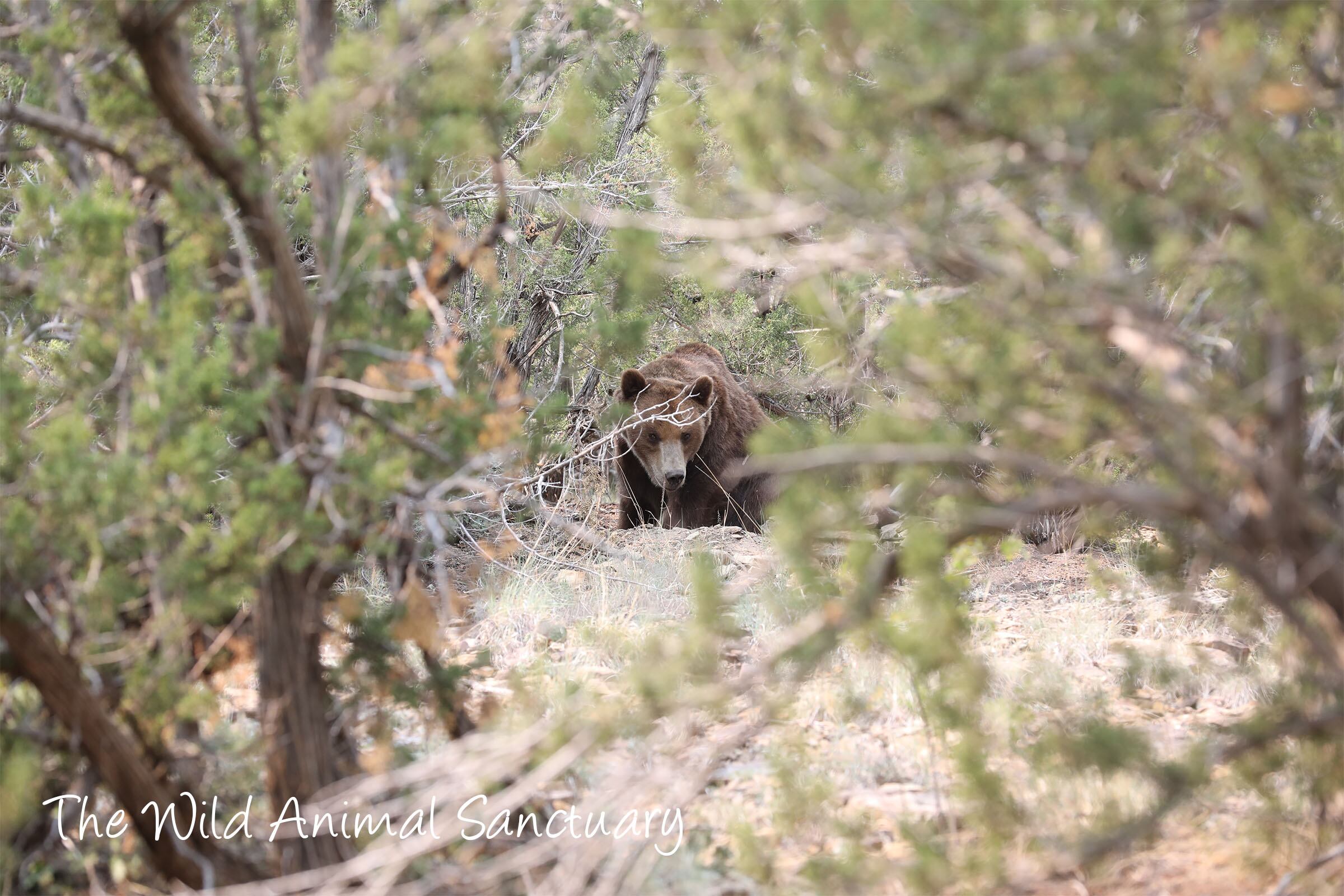 Los osos machos están ubicados en un hábitat de poco más de 50 hectáreas en el Refugio de Animales Salvajes en Springfield (Colorado).