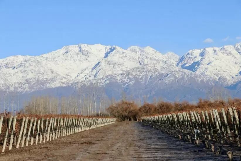 Las Nencias. María describe con una vocación extraordinaria al detalle la tierra de su infancia, el terroire de su presente, los cimientos del futuro de su familia, abrazado por la cordillera en el departamento de San Carlos.