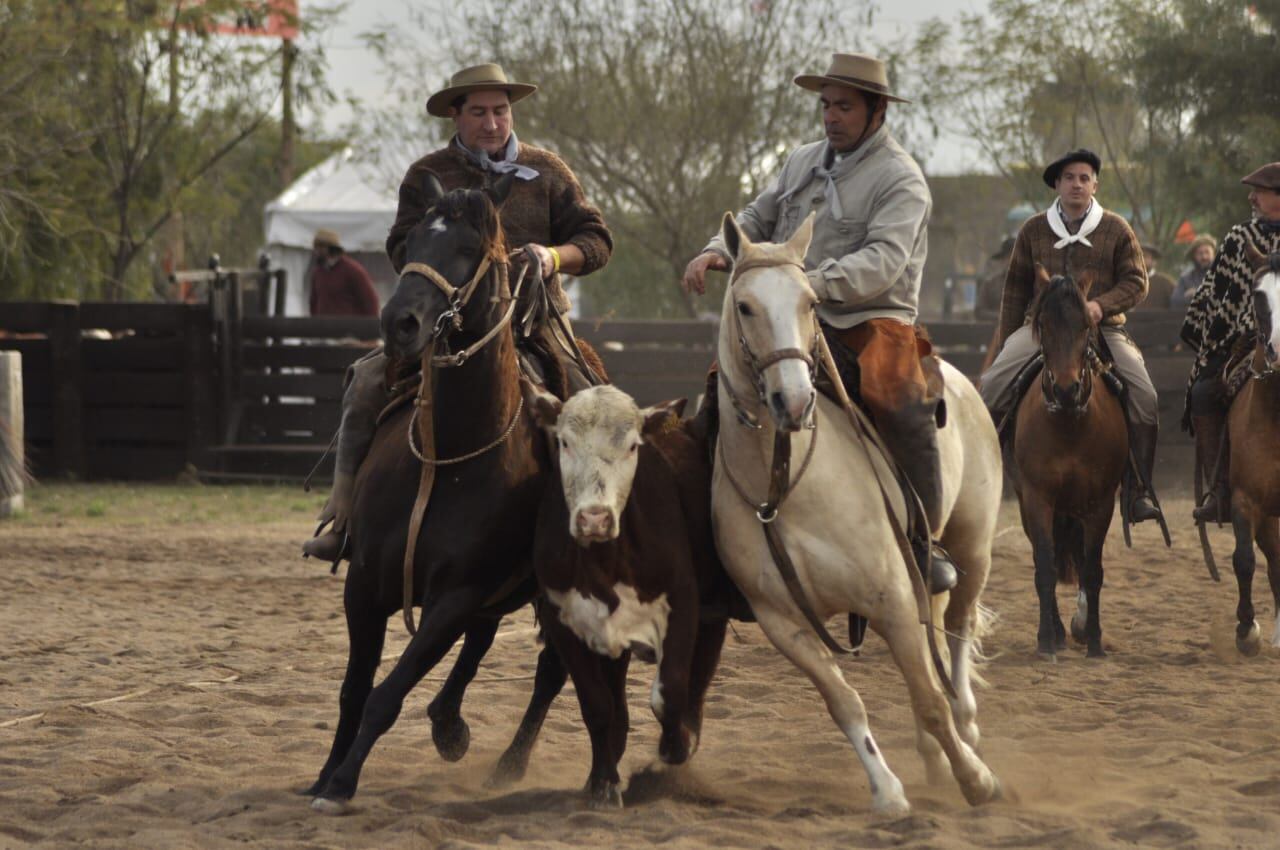 Caballos criollos. Foto Gentileza: Pedro Esteso