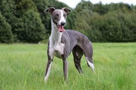 Whippet.