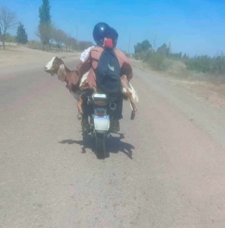 Detenidos tras robar dos caprinos que transportaban en una moto. Foto: Prensa Seguridad