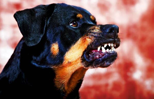 Rottweiler