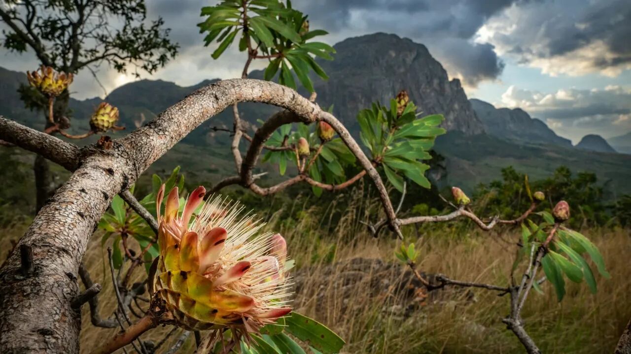 Parque Nacional Chimanimani, Mozambique