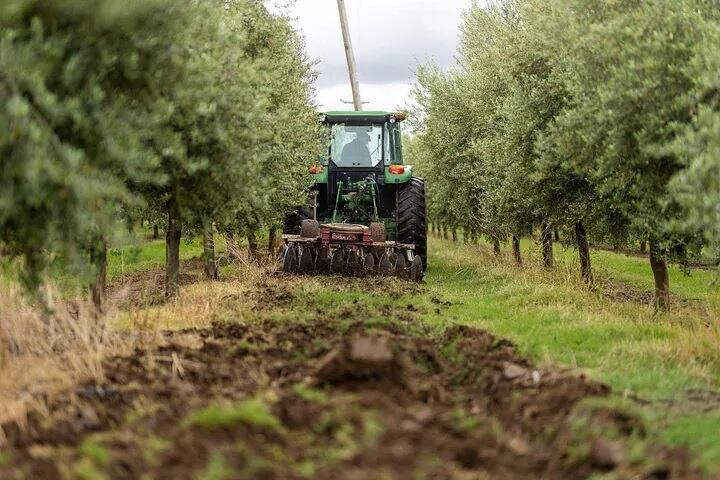 Los planes no dejan de ser ambiciosos en la localidad de El Cerrito. El proyecto es llegar a las 1.000 toneladas de aceite por temporada.