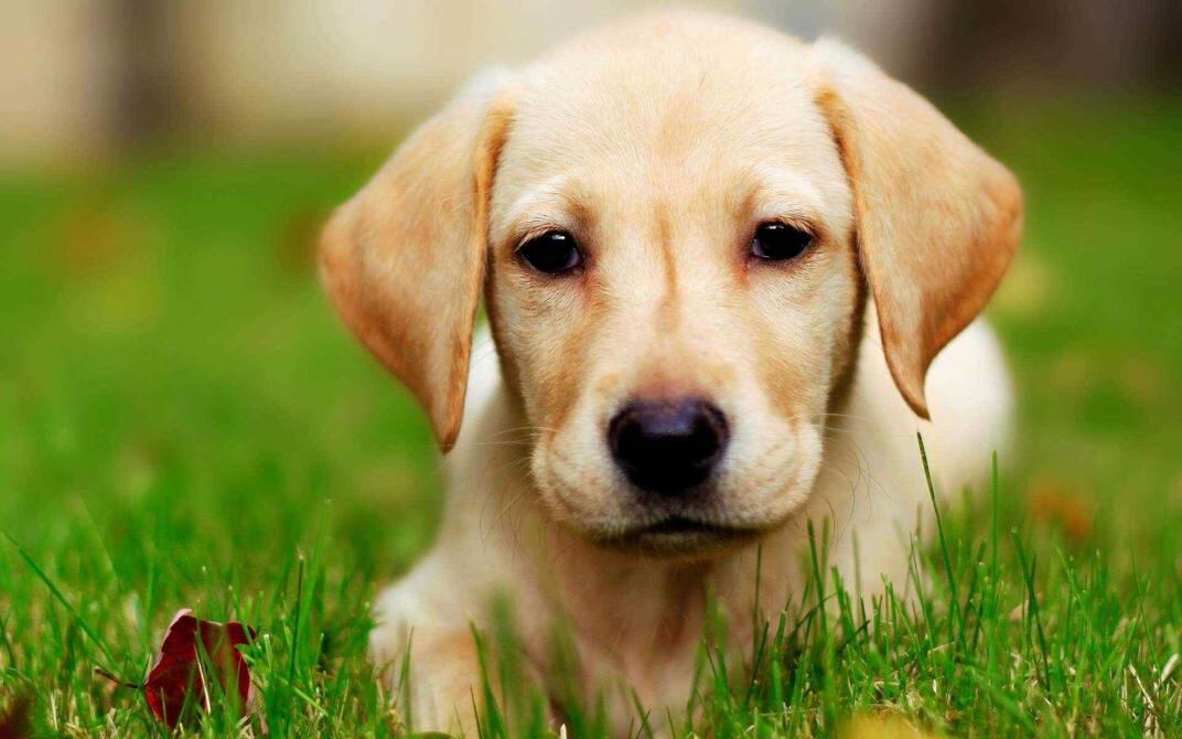 Labrador Retriever. Afectuoso y fácil de educar.