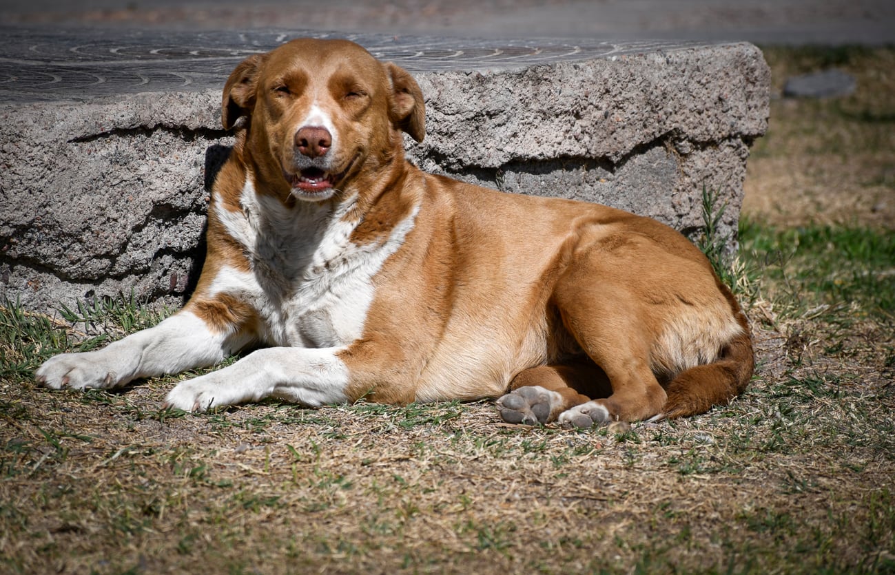 Estas son las razas de perros que son más abandonadas.