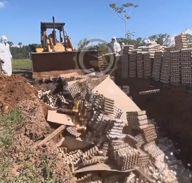 Aunque las pruebas por gripe aviar dieron negativo, el Senasa ordenó destruir 360.000 huevos y estalló la bronca. Foto: Captura Video.