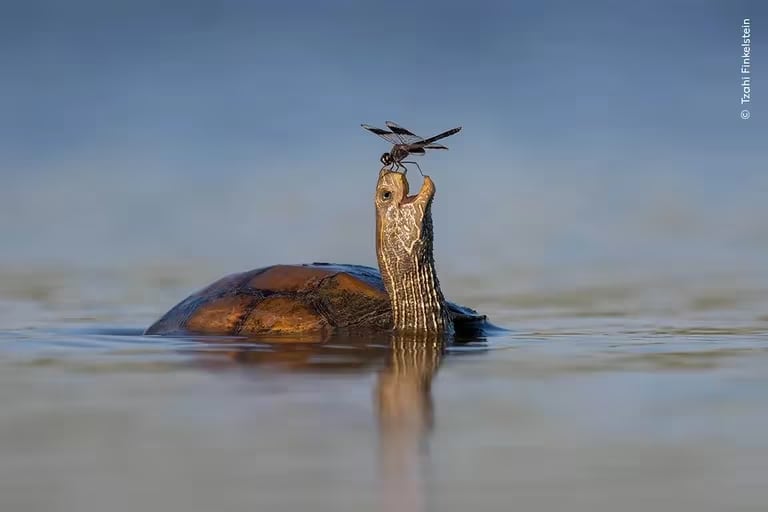 "La tortuga feliz", de Tzahi Finkelstein