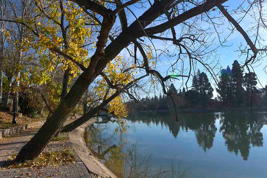 los árboles del lago del Parque General San Martín, crecen hacia el mismo espejo de agua.