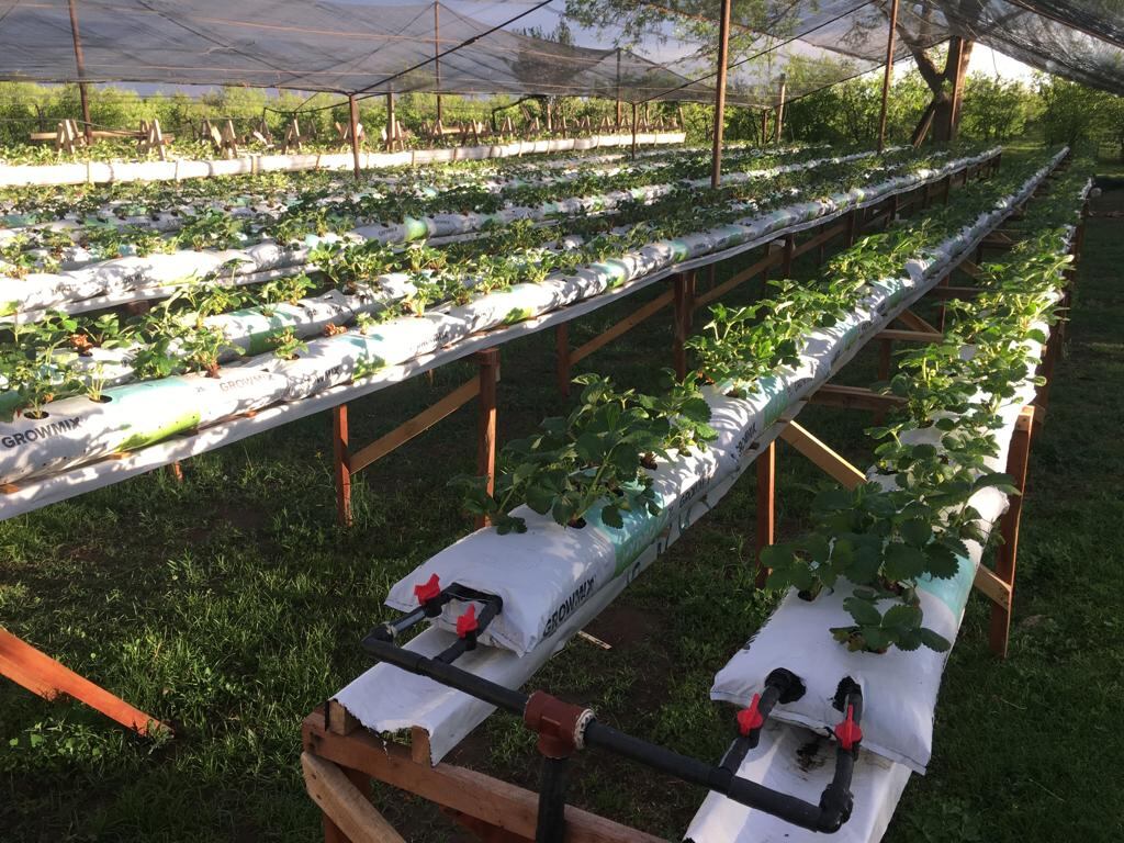 Las frutillas que cultiva Sebastián Sampirisi junto a su familia.