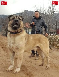 Kangal, originario de Turquía