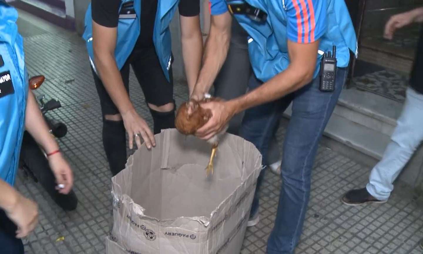 Rescataron a un chivito y a una gallina que iban a ser sacrificado en un templo umbanda de Buenos Aires.