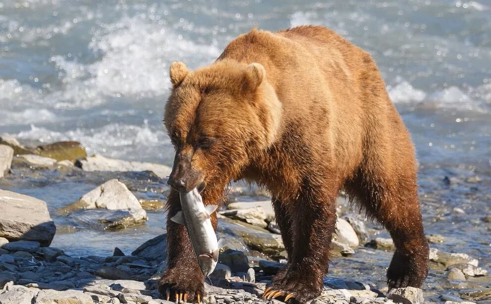 Los osos grizzly, son osos grises, una subespecie de los osos pardos que pueden superar los 500 kilos de peso y que erguidos llegan a medir casi 3 metros. Foto: Infobae.