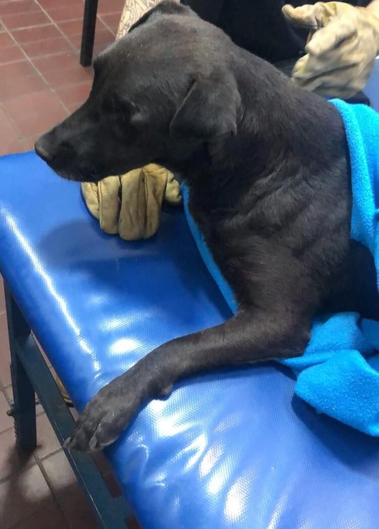 Es bombera, casi pierde su brazo por una bala y le salvó la vida a una perrita coja en un zanjón. Foto: Facebook Dana Baigorria