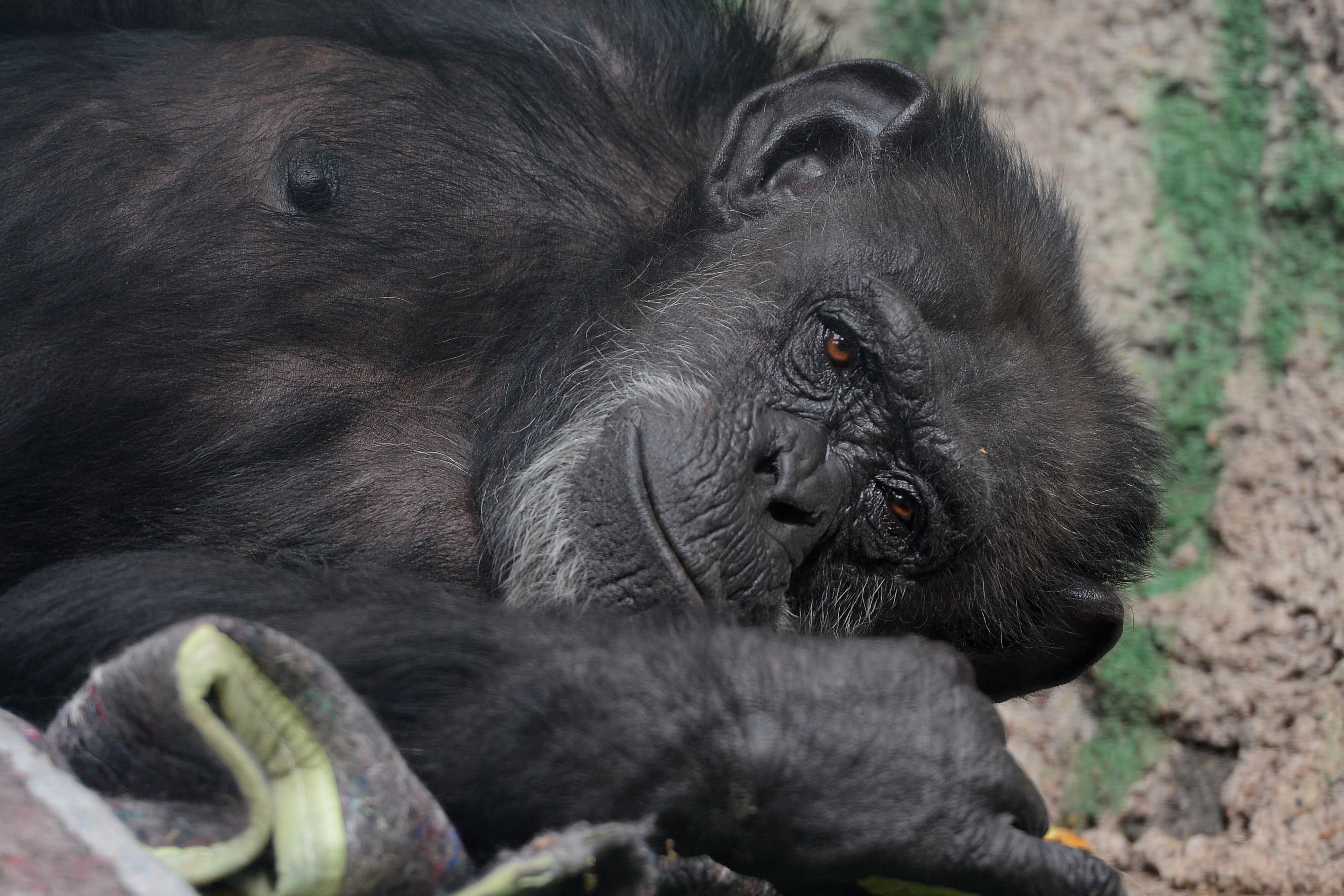 Cecilia, la chimpancé que le “abrió la puerta” a los animales del Ecoparque. Foto: Claudio Gutiérrez / Los Andes.