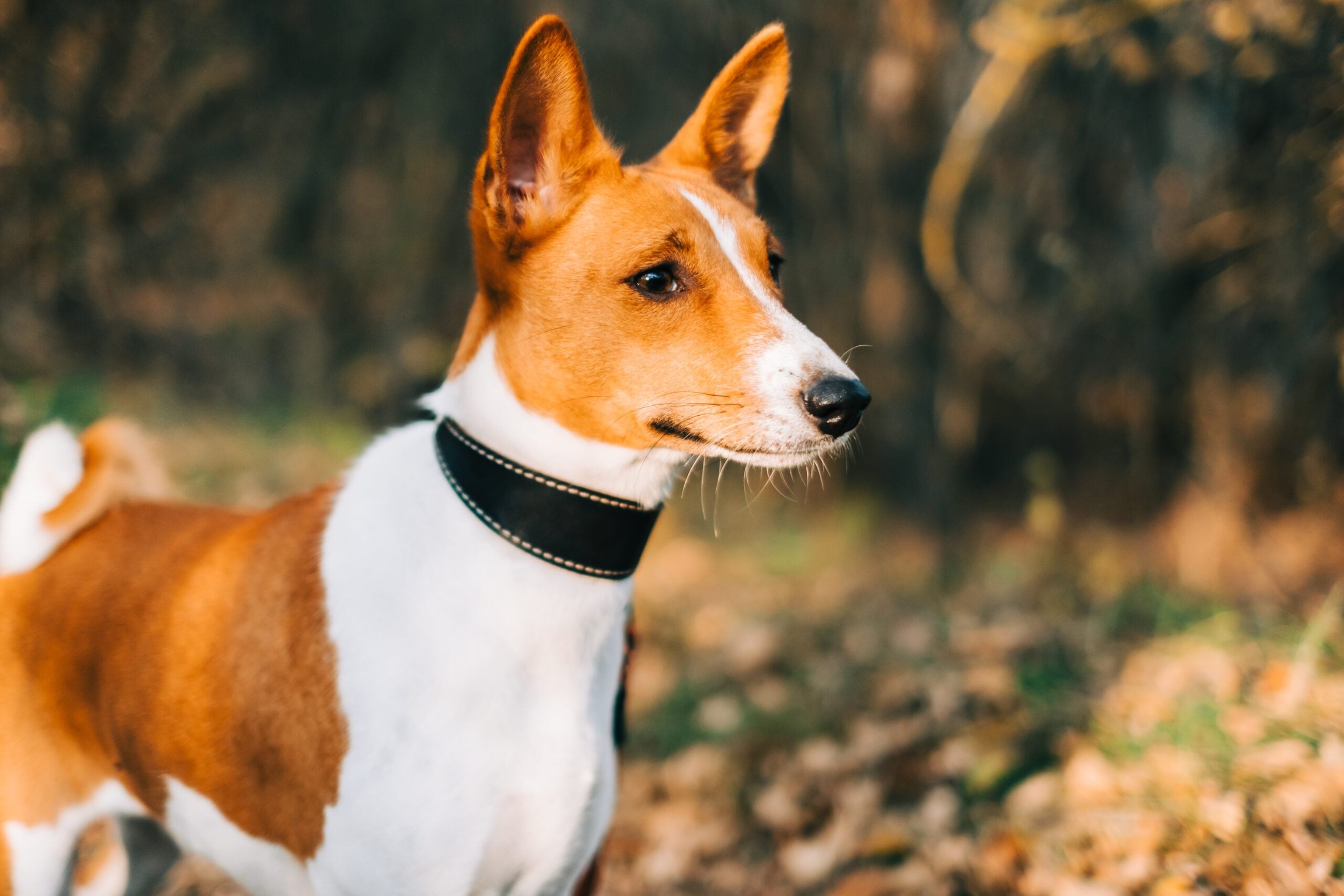 Basenji, la raza de perros que no ladra