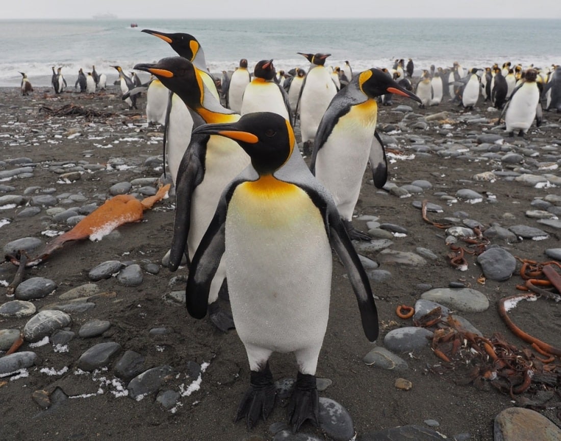 El pingüino Rey. Foto: redes.