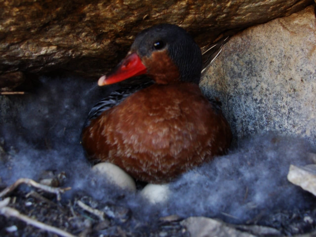 El ave es una especia de pato que pertenece a la fauna protegida. 