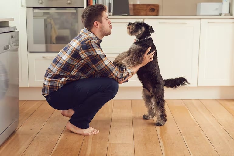 Un estudio reveló el secreto de los perros para reconocer la voz de su amo.