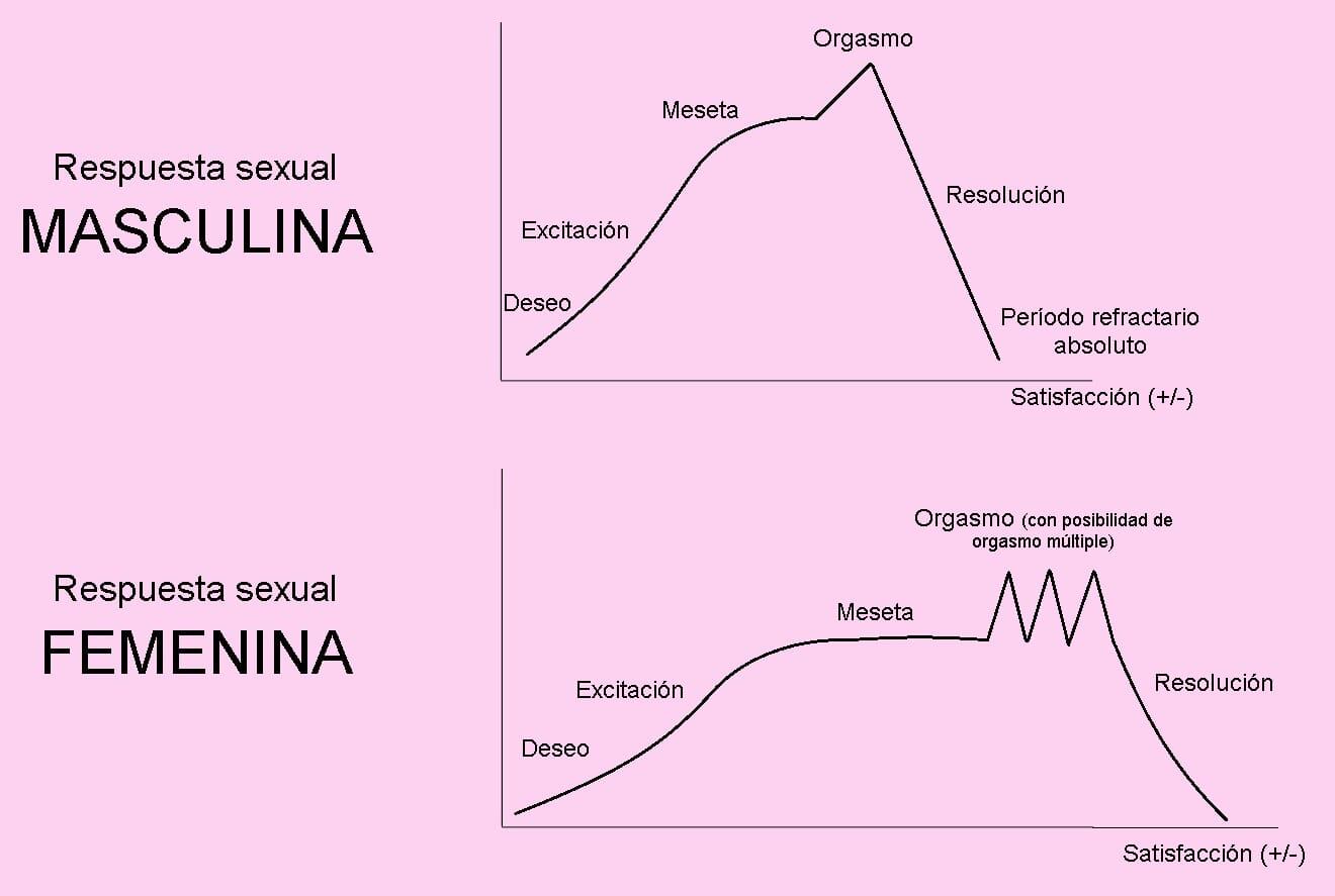 Fases de la respuesta sexual