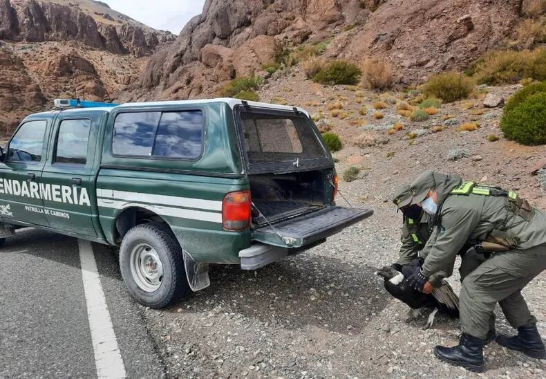 Rescataron un cóndor andino en Malargüe. Foto: Gentileza