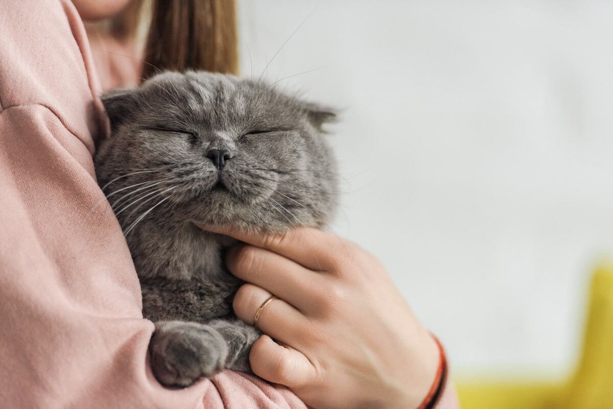 Descansa en paz: crece la tendencia de cremar a las mascotas fallecidas y algunos veterinarios lo recomiendan. Foto: Imagen ilustrativa