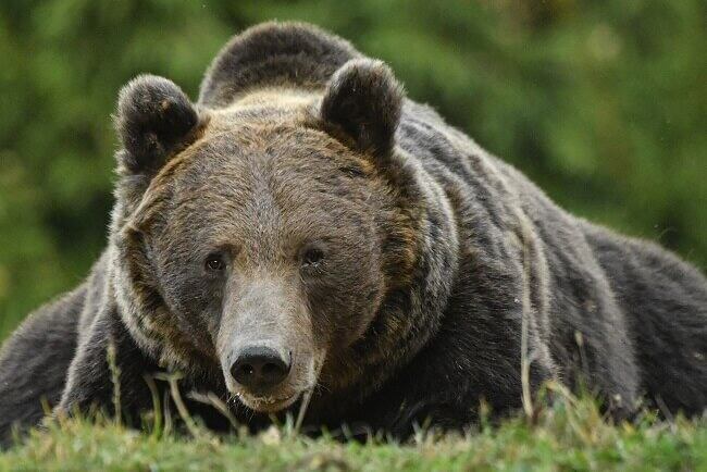 El diputado pensó que le disparó a un oso, pero era un vecino de la zona donde vive.