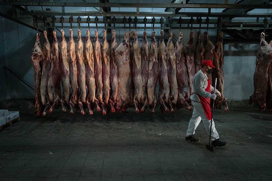 Mendoza 25 de mayo de 2021 Frigorífico y Carnicería Micheli
Prohibición de exportar carne por 30 días 
Lucas Zambrano camina delante de las medias reces en una camara de frio.
El gobierno nacional tomo esta medida para bajar el precio de la carne para consumo interno, esta medida llevo a que productores agrícolas realizaran un cese de comercialización de ganado y comience a faltar carne.