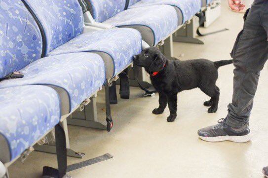 La Aduana comenzó a entrenar a nueve cachorros de labrador para operativos de detección de estupefacientes. / Foto: Gentileza