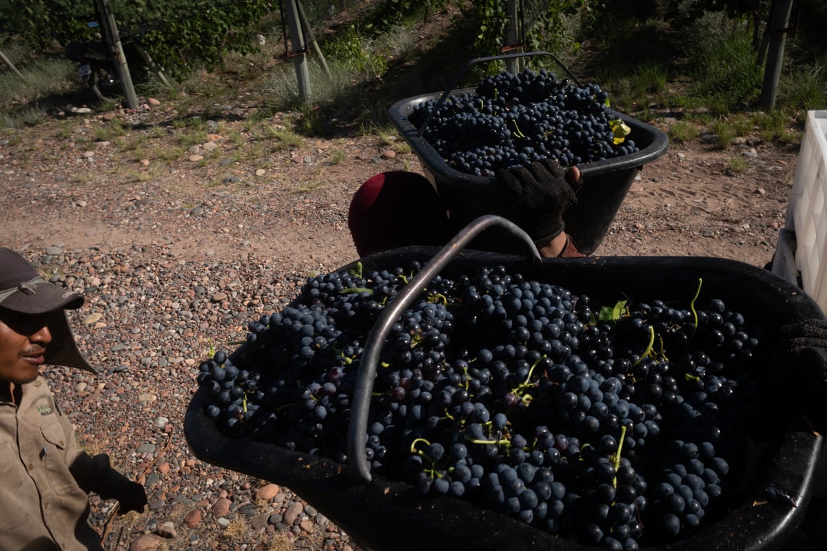 Vendimia 2022
Cosecha varietal Syrah en Finca del Inca, Barrancas, Maipú

Foto: Ignacio Blanco / Los Andes