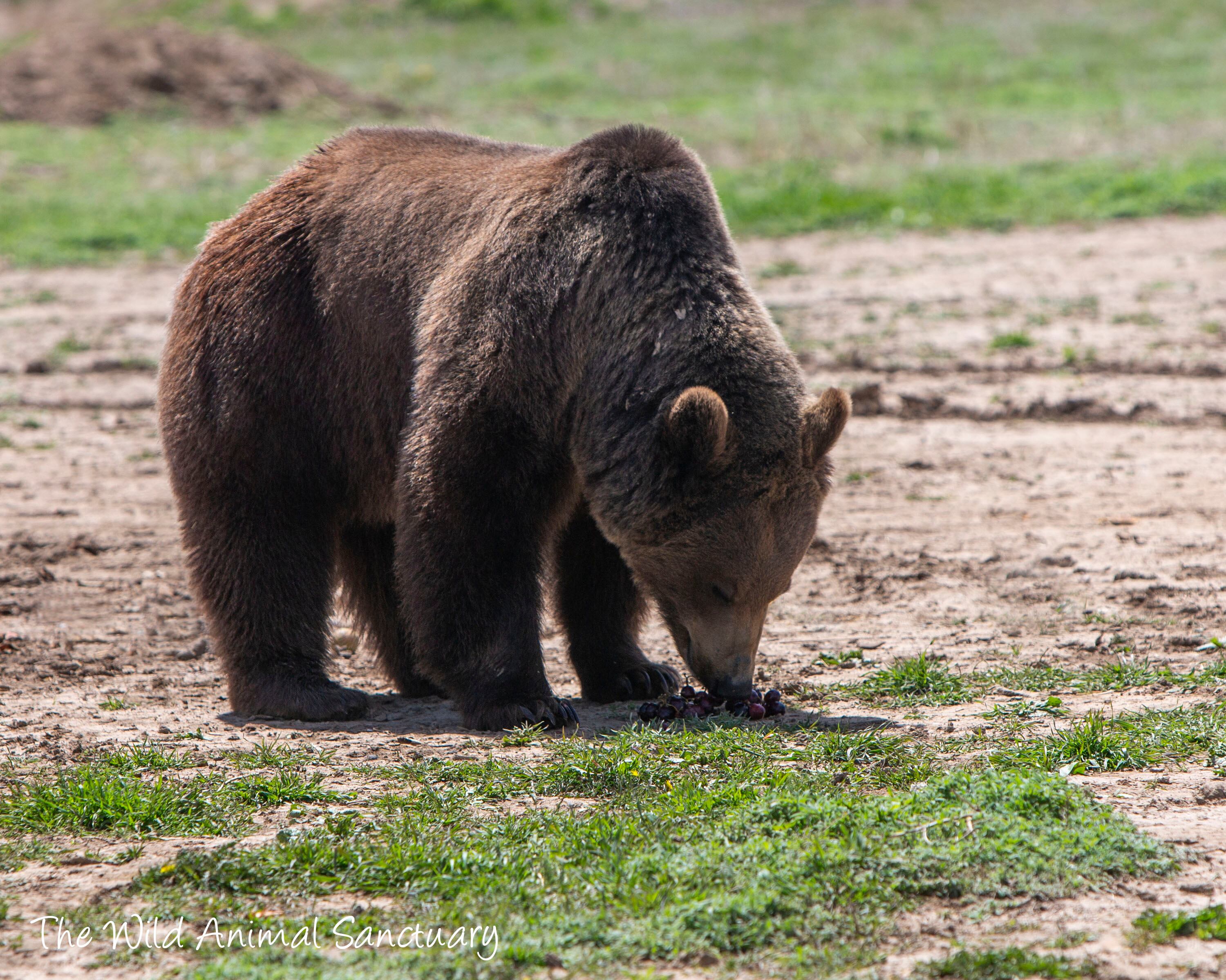 Sorpresa y Athila llegaron al ex Zoológico de Mendoza desde el Zoo de Rosario; mientras que Mabel, Julieta, Esperanza, Libertad, Rosa, Fausto, Buko y Yogui nacieron en cautiverio en Mendoza.