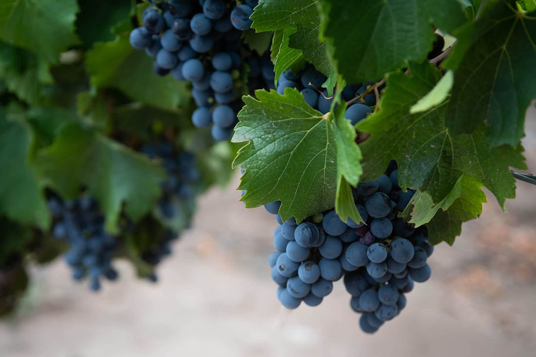 Mendoza, 6 de febrero de 2020 Turismo

La Mendoza Top. 
Entre Cielos Luxury Wine Hotel 
vinedos malbec recimo granos de uva 

Foto: Ignacio Blanco / Los Andes