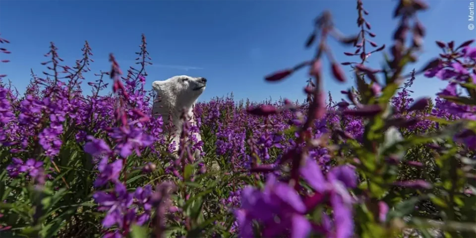 “Entre las flores”, del fotógrafo canadiense Martin Gregus, exhibe a un cachorro de oso polar asomando la cabeza por encima de un mar de coloridas flores, en la costa de la Bahía de Hudson, Canadá. Foto: Martin Gregus