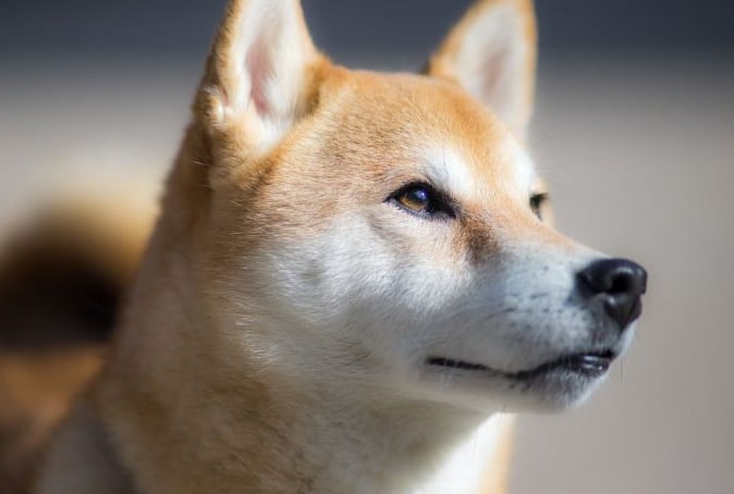 Raza shiba inu. Imagen Ilustrativa.