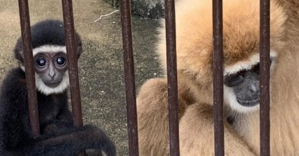 Momo y su bebé - Foto Zoológico y Jardín Botánico de Kujukushima