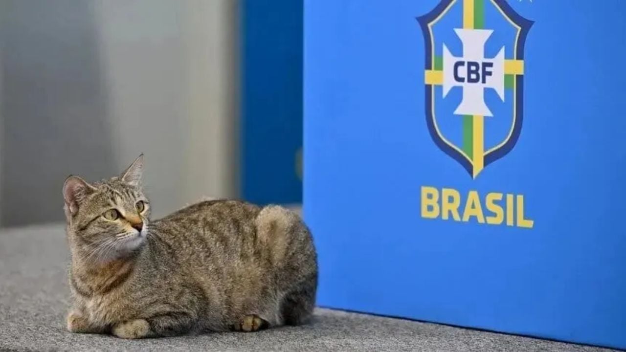 La "maldición del gato" que sufre Brasil desde Qatar 2022.