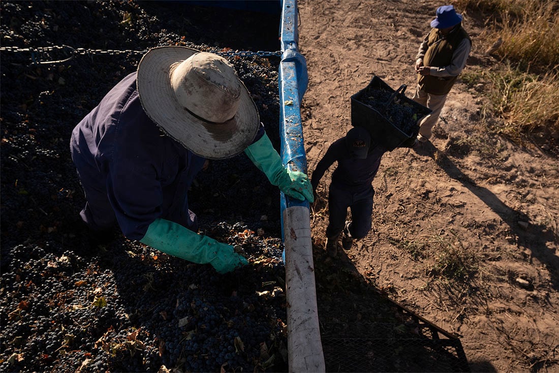 Cosecha manual del varietal Malbec en Agrelo, Luján de Cuyo.

Foto: Ignacio Blanco / Los Andes  