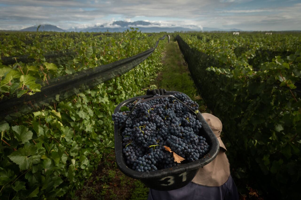 Cosecha en Finca del Inca, Agrelo , Luján de Cuyo

Foto: Ignacio Blanco / Los Andes