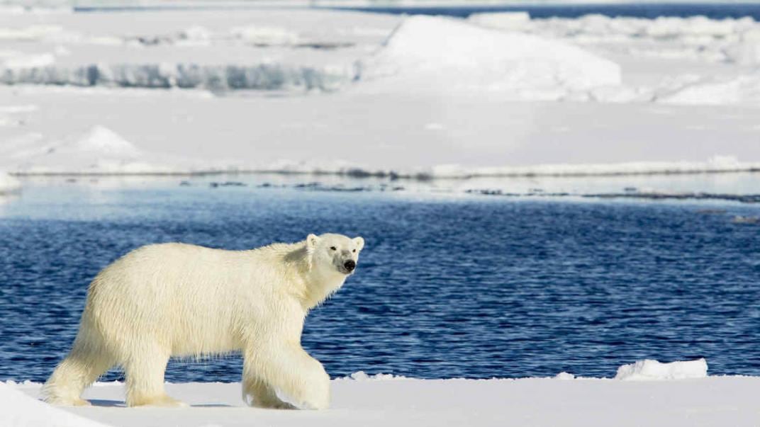 Un oso polar atacó a una mujer mientras dormía en un glamping y lo sacrificaron. Foto: Imagen Ilustrativa.