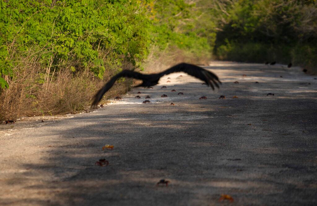 Una ave carroñera sobrevuela los restos de cangrejos aplastados mientras intentaban cruzar una carretera tras desovar en el mar en Girón, Cuba, el sábado 9 de abril de 2022. Millones de cangrejos emergen al comienzo de las lluvias primaverales y emprenden un viaje hacia las aguas de Bahía de Cochinos para desovar en una migración anual. (Foto AP/Ramón Espinosa)