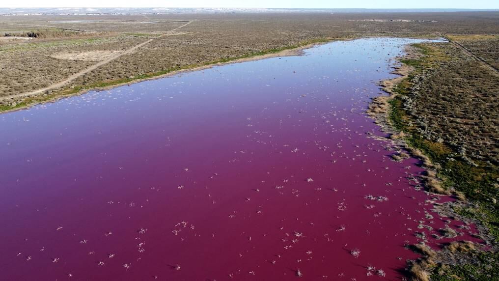 Las autoridades provinciales de Chubut afirmaron días atrás que el color rosado desaparecería en algunos días.