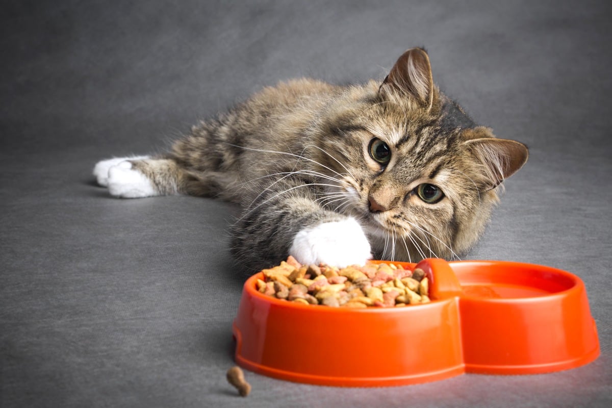 Comida para gatos