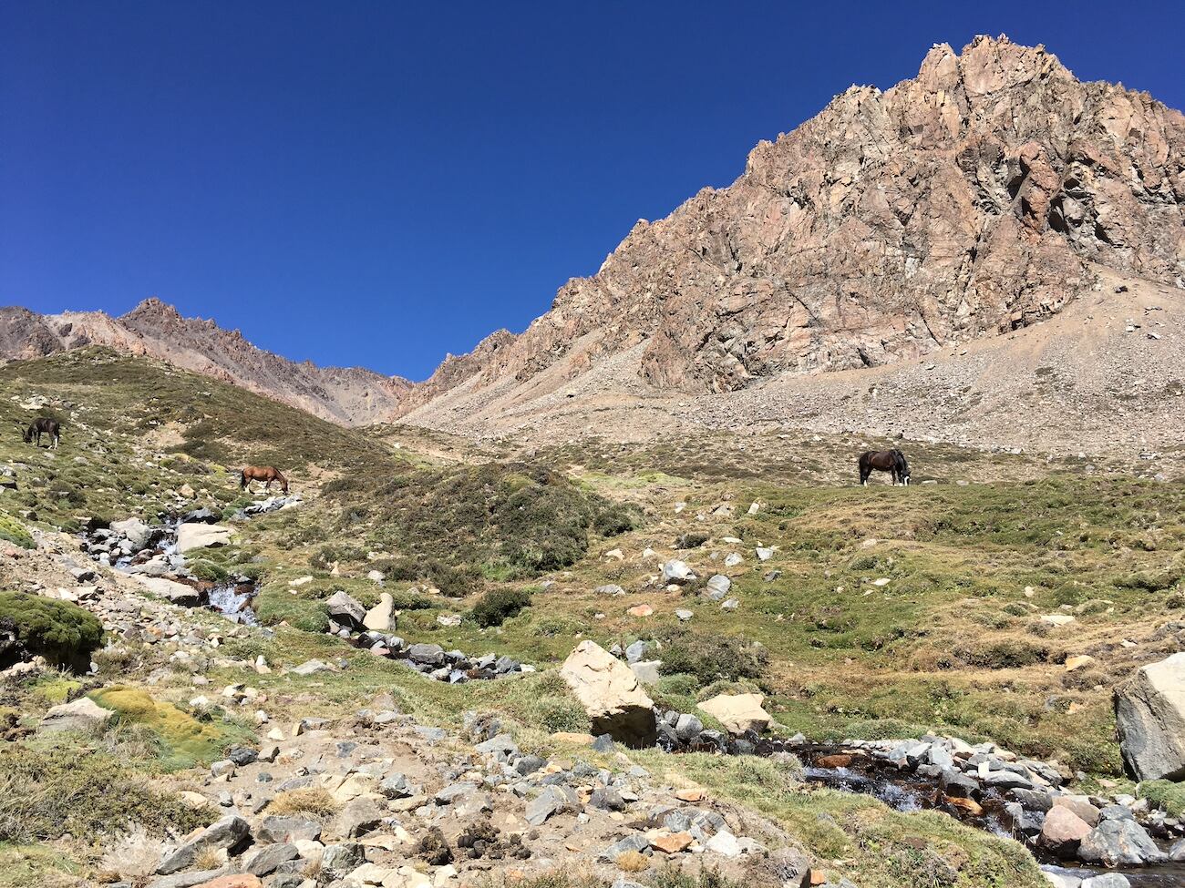 Ejemplo de un sistema de humedal, a 3.900 m de altura, en la cordillera de los Andes, Mendoza. Foto: Bárbara Vento.