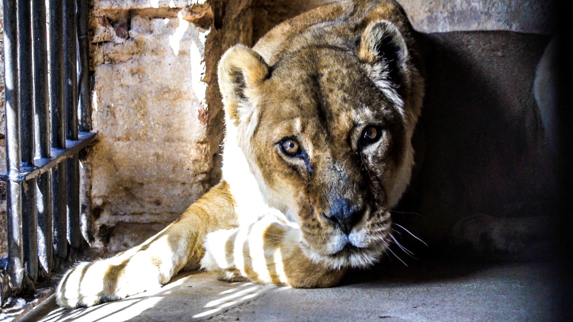 La leona Salteña también vivió más de 20 años en el Zoo de Mendoza, intercalando entre días al aire libre (en la fosa) y otros en la jaula. Mientras convivieron en Mendoza, Salteña no coincidía en tiempo y espacio con Chupino. Foto: Geraldine Vidal / ONG Enfoque Animal. 