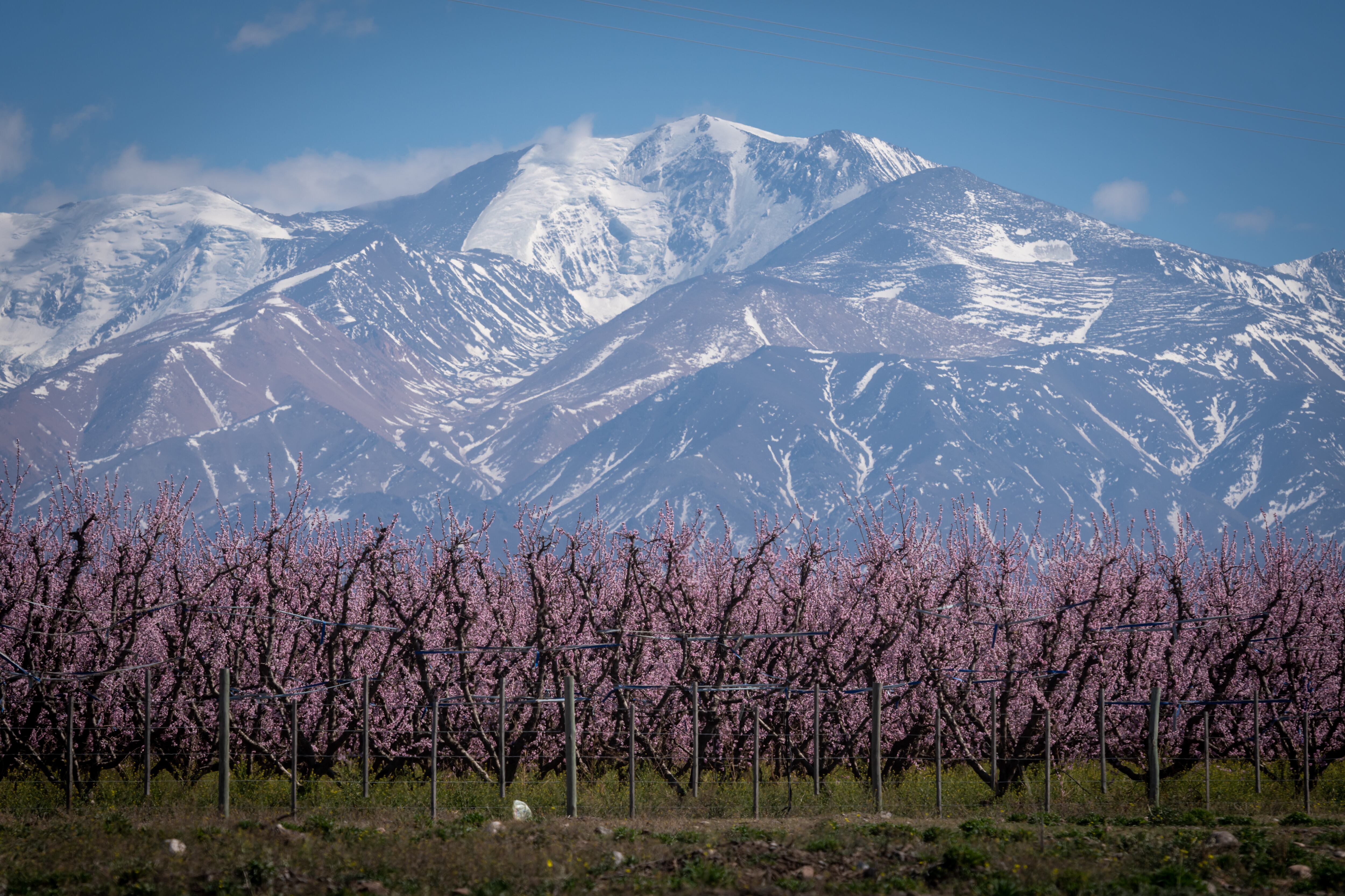 Florece una plantación de duraznos mientras el contexto geográfico permite ver la impresionante montaña mendocina justo en el final del invierno.