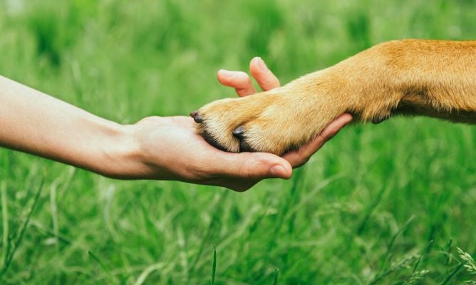 La original campaña en redes con que Luján busca dar en adopción a 17 perritos rescatados de situaciones traumáticas. Foto: Imagen ilustrativa / Archivo