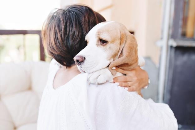 Raza de perro Beagle